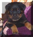 German Rottweiler puppy photo. VKW Rottweilers 8 week old female.